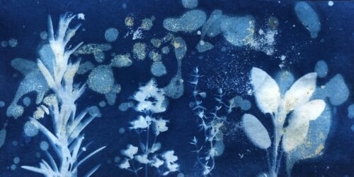 IMG_4605 Cyanotype